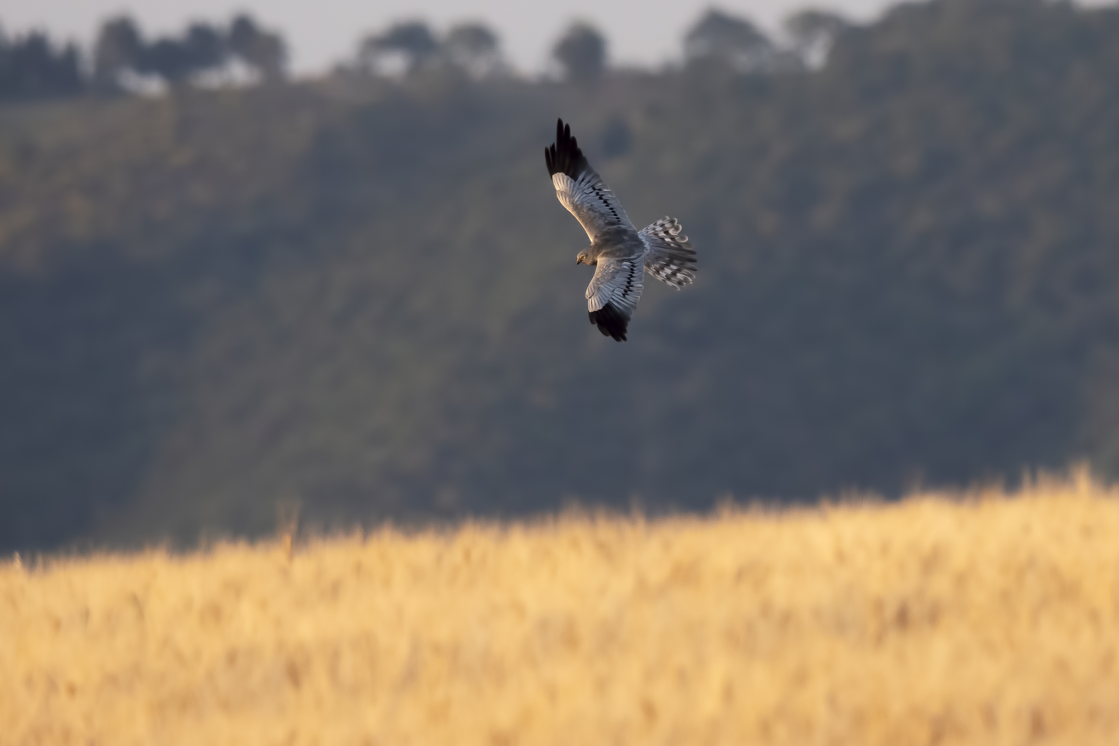Circus pygargys flying, Italy