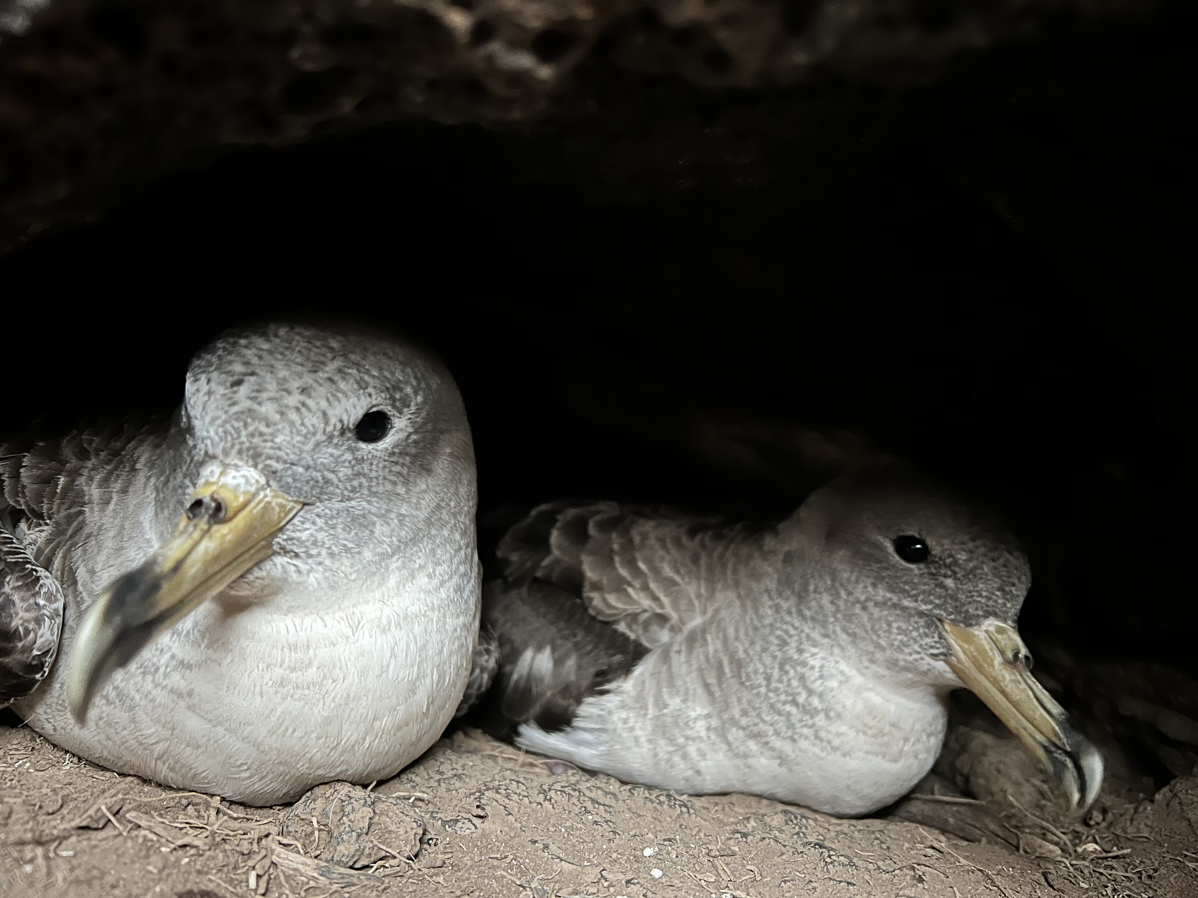 Scopoli’s Shearwater on Lampione Islet 