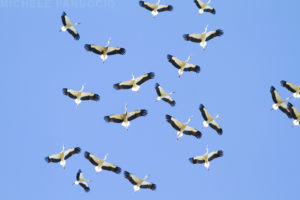 white storks